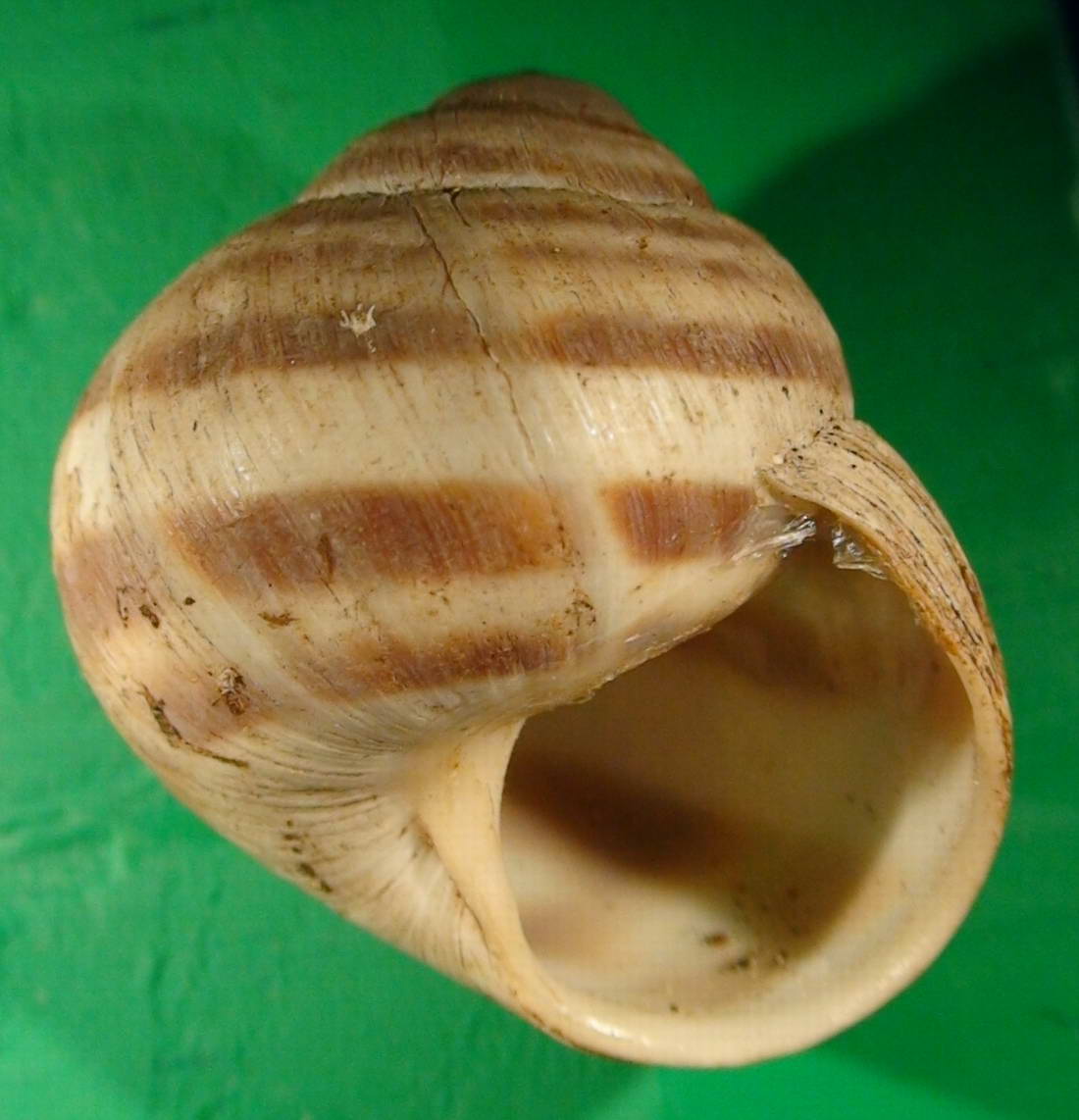 Helix (Helix) delpretiana Paulucci, 1878